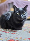 adoptable Cat in , MI named Zelda