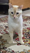 adoptable Cat in , MI named Link