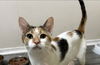 adoptable Cat in , MI named Pringle