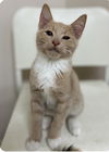 adoptable Cat in , MI named Tostito