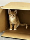 adoptable Cat in , MI named Fritoe