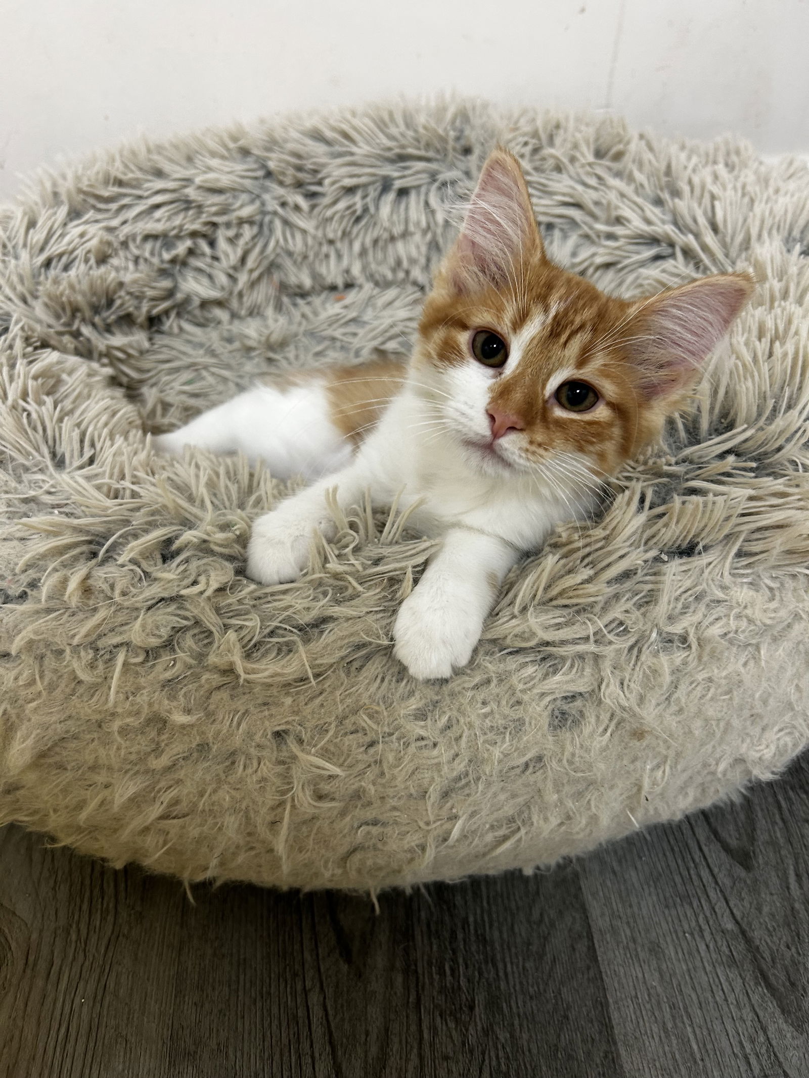 adoptable Cat in Novi, MI named Doritoe