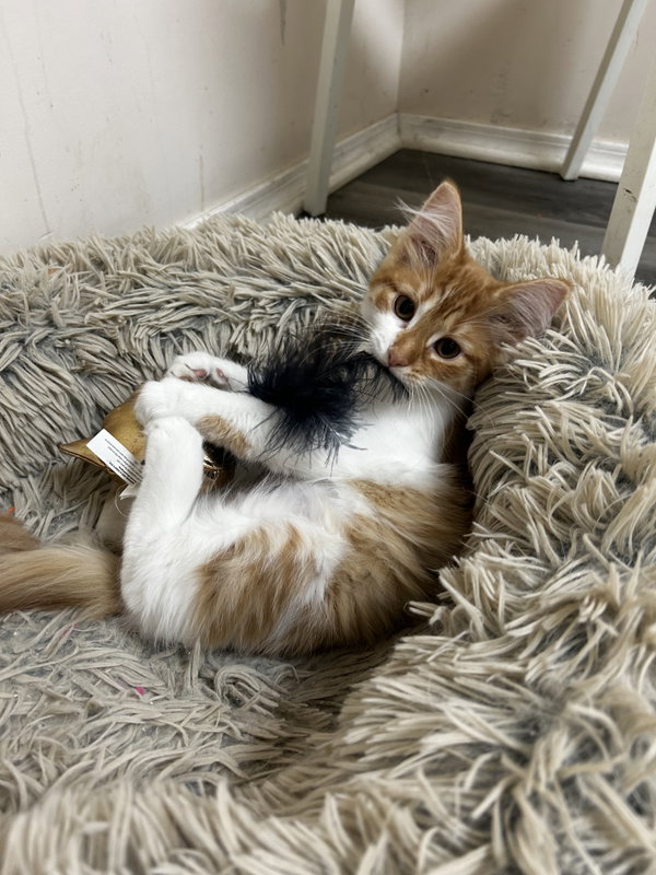 Doritoe (must be adopted with Cheeto)