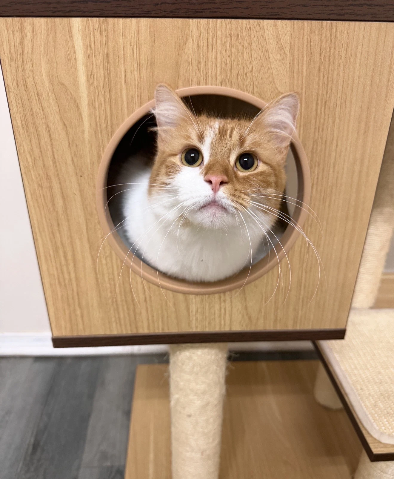 Doritoe Must Be Adopted With Cheeto