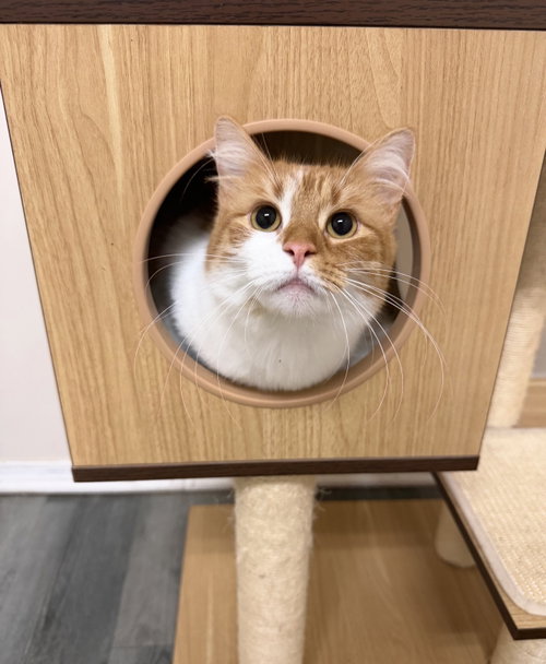Doritoe (must be adopted with Cheeto), an adoptable Domestic Short Hair in Walled Lake, MI