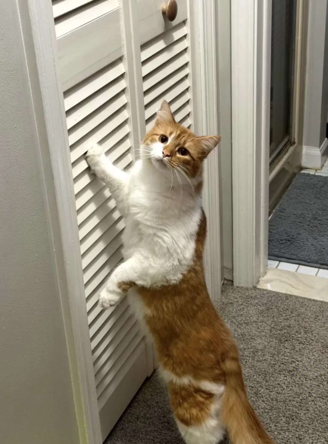 Doritoe Must Be Adopted With Cheeto image 3