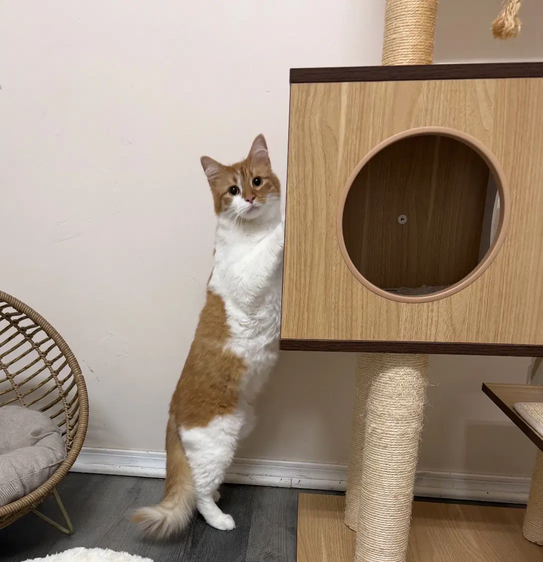 Doritoe Must Be Adopted With Cheeto image 4