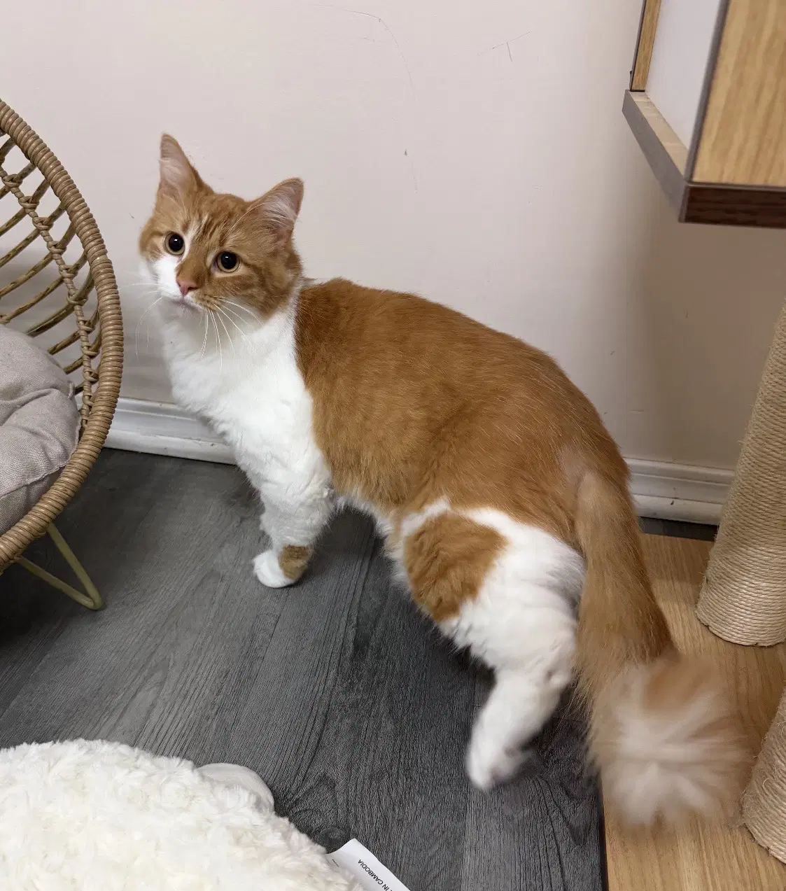 Doritoe Must Be Adopted With Cheeto image 2