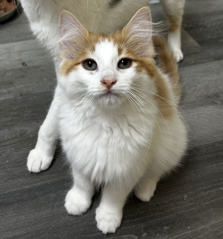 adoptable Cat in Novi, MI named Cheeto
