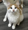 adoptable Cat in , MI named Cheeto