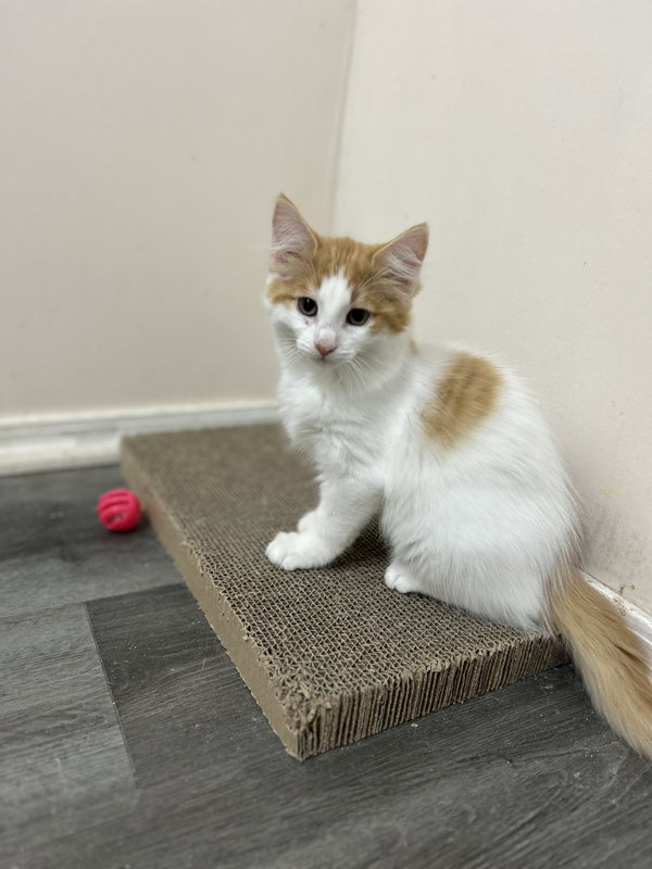 Cheeto (must be adopted with Doritoe)