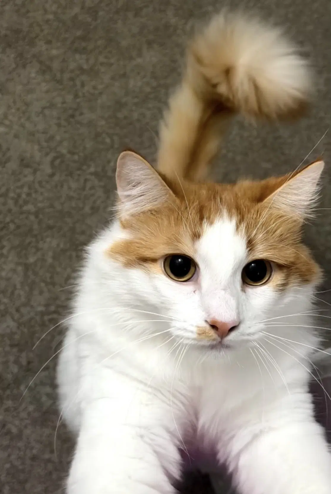 Cheeto Must Be Adopted With Doritoe - Domestic Short Hair