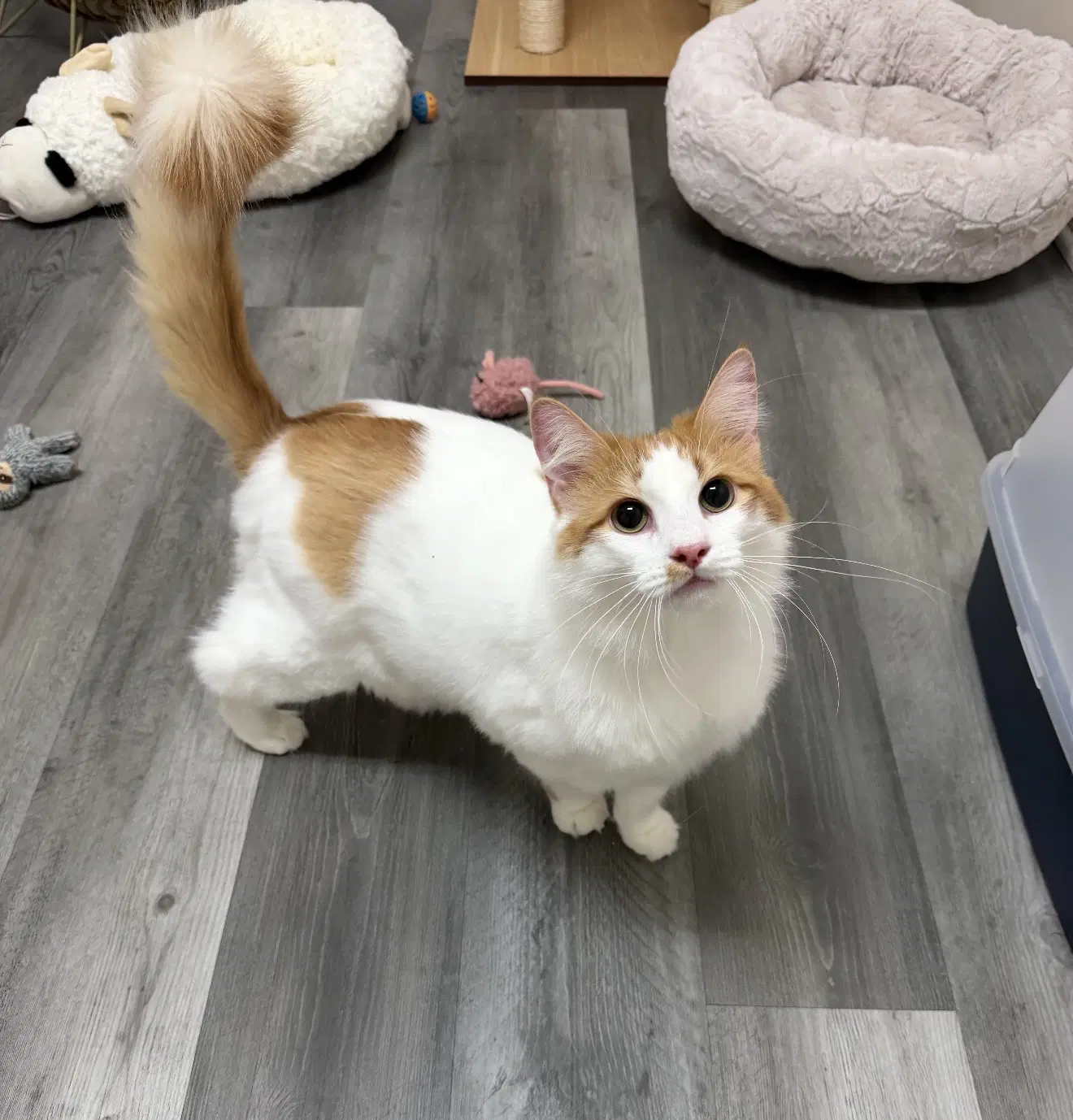 Cheeto Must Be Adopted With Doritoe image 2