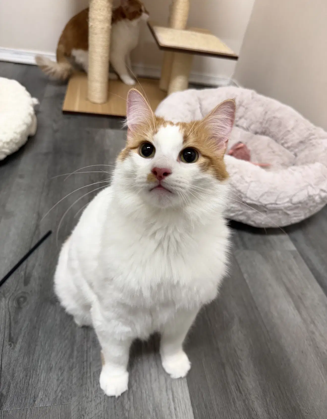 Cheeto Must Be Adopted With Doritoe image 3