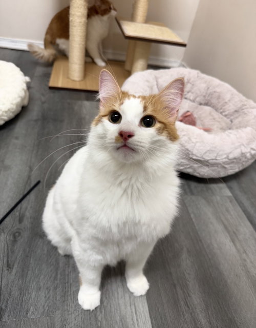 Cheeto photo 3