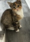 adoptable Cat in , MI named Ruffle
