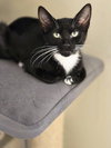 VICKY( MUST BE ADOPTED WITH ADELINE)