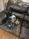 VICKY( MUST BE ADOPTED WITH ADELINE)