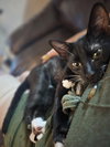 VICKY( MUST BE ADOPTED WITH ADELINE)