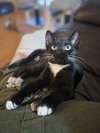 VICKY( MUST BE ADOPTED WITH ADELINE)