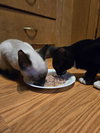 VICKY( MUST BE ADOPTED WITH ADELINE)