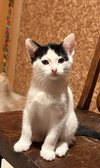 Elisheva (Must be adopted with Esteban)