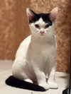 Elisheva (Must be adopted with Esteban)