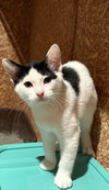 Elisheva (Must be adopted with Esteban)