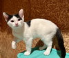 Elisheva (Must be adopted with Esteban)