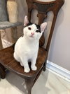 Elisheva (Must be adopted with Esteban)