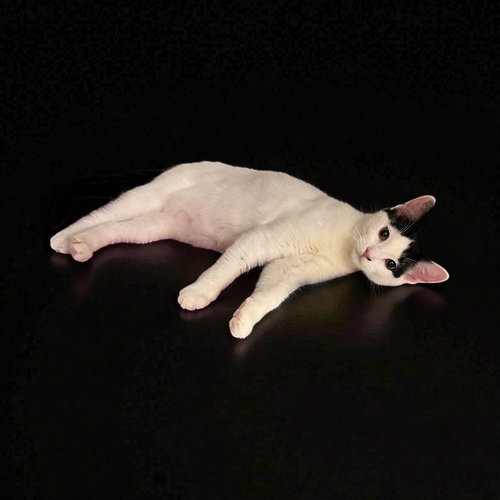 Elisheva (Must be adopted with Esteban)