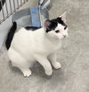 Elisheva (Must be adopted with Esteban)