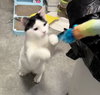 Elisheva (Must be adopted with Esteban)
