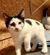 Elsie (Must be adopted with Esau)