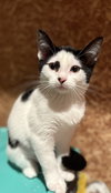 Elsie (Must be adopted with Esau)