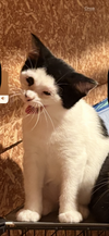 Elsie (Must be adopted with Esau)