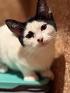 Elsie (Must be adopted with Esau)