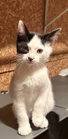 Esau (Must be adopted with Elsie)