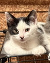 Esau (Must be adopted with Elsie)
