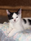 Esau (Must be adopted with Elsie)