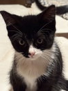 Esteban (Must be adopted with Elisheva)