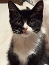 Esteban (Must be adopted with Elisheva)
