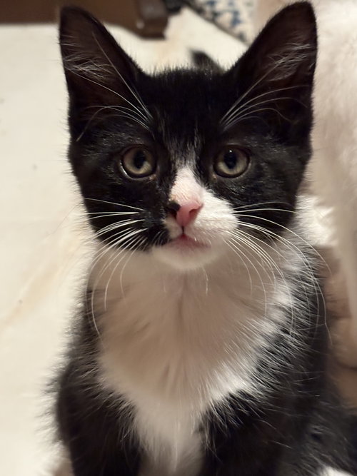 Esteban (Must be adopted with Elisheva)