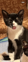 Esteban (Must be adopted with Elisheva)