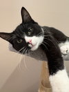 Esteban (Must be adopted with Elisheva)