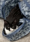 Esteban (Must be adopted with Elisheva)