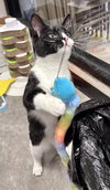Esteban (Must be adopted with Elisheva)