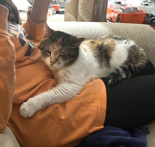Alyce, Adult Domestic Short Hair (short coat), cat for adoption in Royal Oak, Michigan