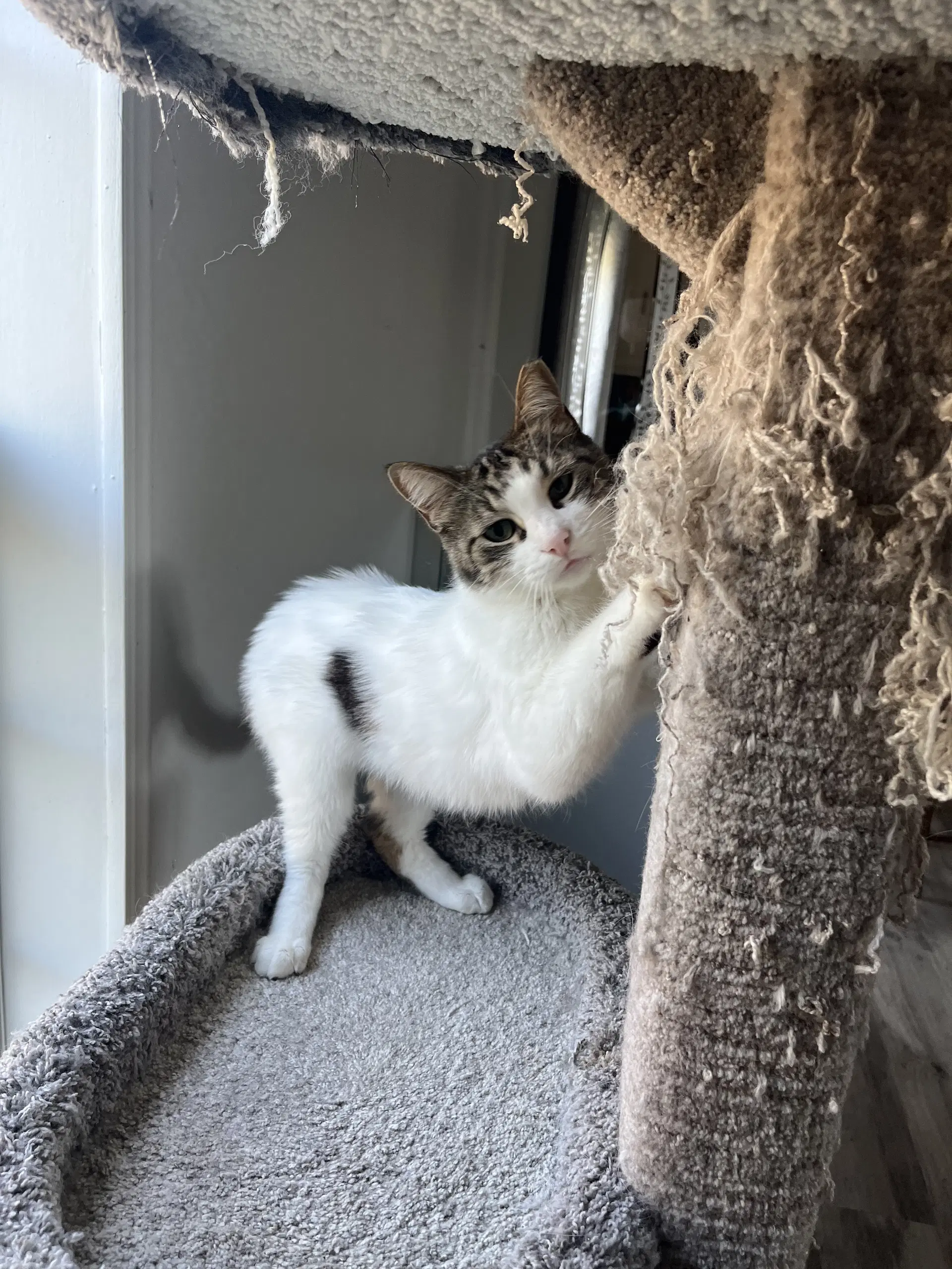 Reagan - Domestic Short Hair