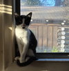 Wilber